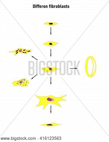 Differon Fibroblasts Scheme, Formation Of The Extracellular Matrix (mainly Fibroblasts Are Engaged I