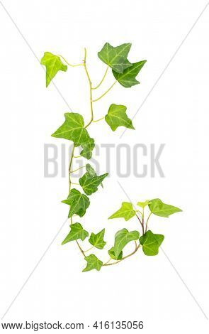 green ivy isolated on a white background.