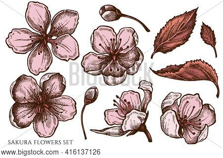 Vector Set Of Hand Drawn Colored Sakura Flowers Stock Illustration