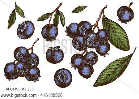 Vector Set Of Hand Drawn Colored Blueberry Stock Illustration