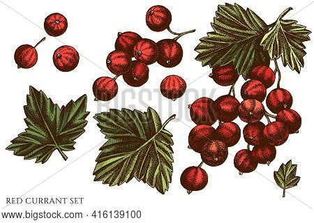 Vector Set Of Hand Drawn Colored Red Currant Stock Illustration