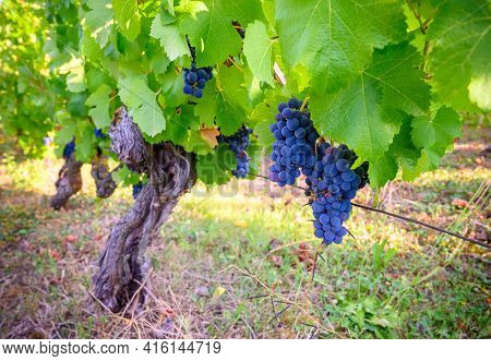 Green Vineyards Located On Hills Of  Jura French Region, Red Pinot Noir, Poulsard Or Trousseau Grape