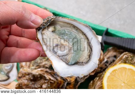 Eating Of Fresh Big Raw Fine De Claires Vertes Green French Oysters From Marennes-oleron