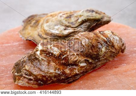 Eating Of Fresh Big Raw Fine De Claires Vertes Green French Oysters From Marennes-oleron