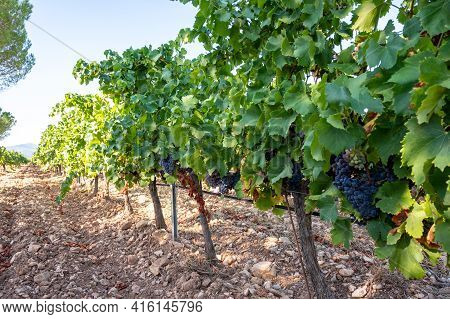 Rows Of Ripe Grenache Wine Grapes Plants On Vineyards In Cotes  De Provence, Region Provence, South 
