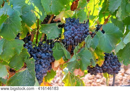 Ripe Black Or Blue Wine Grapes Using For Making Rose Or Red Wine Ready To Harvest On Vineyards In Co