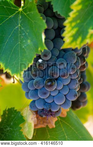 Ripe Black Or Blue Syrah Wine Grapes Using For Making Rose Or Red Wine Ready To Harvest On Vineyards