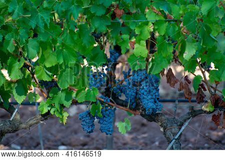 Ripe Black Or Blue Syrah Wine Grapes Using For Making Rose Or Red Wine Ready To Harvest On Vineyards