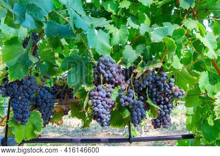 Ripe Black Or Blue Carignan Wine Grapes Using For Making Rose Or Red Wine Ready To Harvest On Vineya