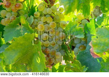 Ripe White Wine Grapes Using For Making Rose Or White Wine Ready To Harvest On Vineyards In Cotes  D