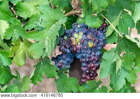 Ripe Black Or Blue Carignan Or Mourverde Wine Grapes Using For Making Rose Or Red Wine Ready To Harv