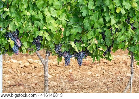 Ripe Black Or Blue Syrah Or Grenache Wine Grapes Using For Making Rose Or Red Wine Ready To Harvest