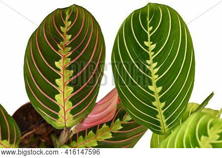 Comparison Between Red Veined Houseplant With Botanic Name 'maranta Leuconeura Fascinator' And Green
