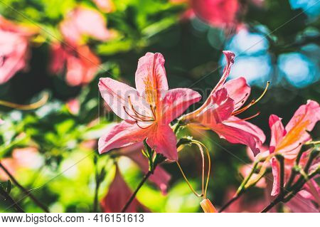 Blooming Pink Flowers Of Rhododendron Japonicum In Spring Garden. Beautiful Full-bloom Bloom Pink Fl