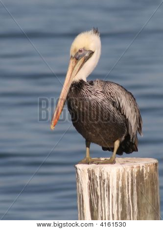 Pelican Mature On Pier Piling
