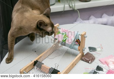 Weaving From Beads. Curious Domestic Siamese Cat Is Interested In Bead Jewelry. The Braiding Machine