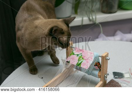 Weaving From Beads. Curious Domestic Siamese Cat Is Interested In Bead Jewelry. The Braiding Machine