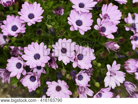 Group Of Small Purple Flowers On A Green Background. Osteospermum Fruticosum, African Daisy, Detail 