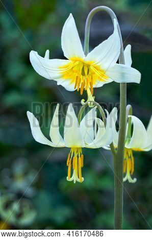 White Fawn Lily Flower Cluster In Closeup View