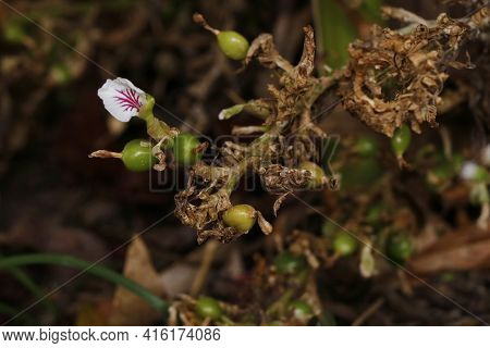 Cardamon Or Cardamum- A Spice Made From The Seeds Of Several Plants In The Genera Elettaria And Amom