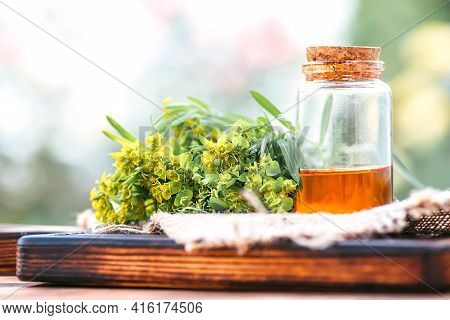 Medicinal Plant Euphorbia Esula, Commonly Known As Green Spurge Or Leafy Spurge Of Milkweed In White