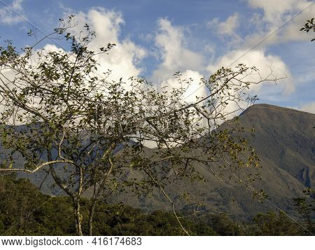 An Alder Tree Captured Against The Andean Mountains Of Colombia And A Partialy Cloudy Sky In The Aft