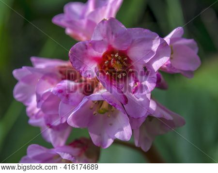 Macro Photography Of Bergenia Flowers, Captured At A Garden In The Central Andean Mountains Of Colom