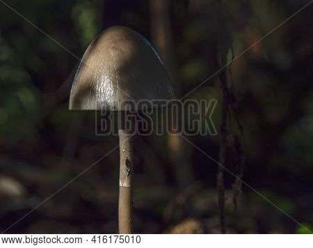 Macro Photography Of Petticoat Mottlegill Mushrooms, Captured In A Field Near The Colonial Town Of V