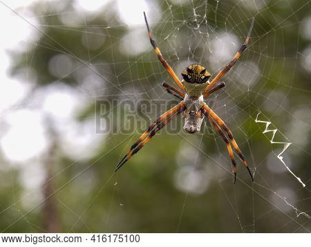 Macro Photography Of A Silver Argiope Spider With A Prey Wrapped In Its Silk, Captured In A Garden N