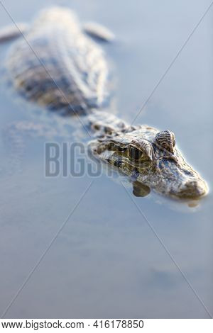 Close Up Of A Caiman (caimaninae Or Crocodile) Staying In Still Water At Serere Reserve Madidi, Boli