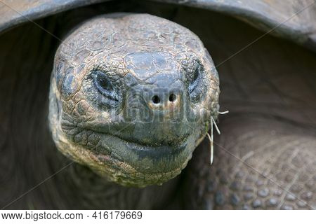 Giant Galapagos Land Turtle, Eating Grass In El Chato Tortoise Reserve. Galapagos Islands 2015.