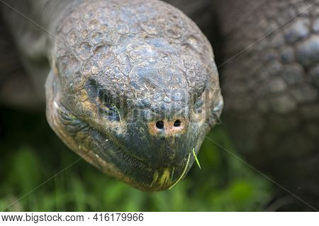 Giant Galapagos Land Turtle, Eating Grass In El Chato Tortoise Reserve. Galapagos Islands 2015.