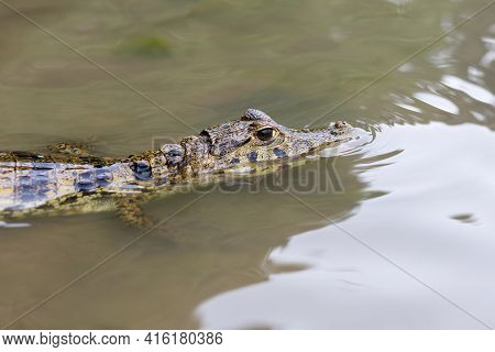 Close Up Of A Caiman (caimaninae Or Crocodile) Staying In Still Water At Serere Reserve Madidi, Boli