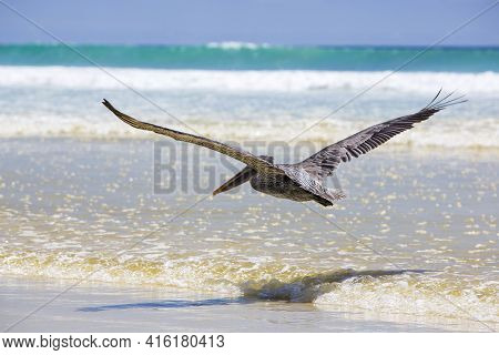 Single Pelican Flying Over The Beach In Puerto Ayora With A Clear Blue Sky In The Background. Galapa