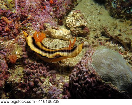 A Chromodoris Joshi Nudibranch Crawling On Rocks Boracay Island Philippines