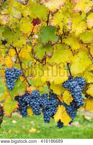 Blue grapes Cabernet Moravia in autumn vineyard, Southern Moravia, Czech Republic