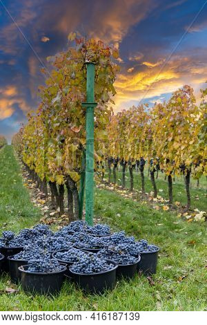 harvested terrible varieties Cabernet Moravia in autumn vineyard, Southern Moravia, Czech Republic