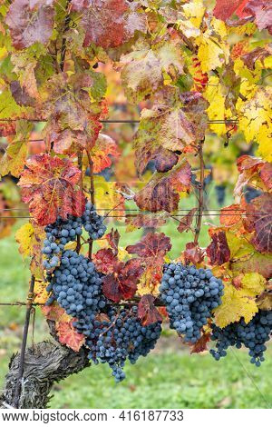 Blue grapes Cabernet Moravia in autumn vineyard, Southern Moravia, Czech Republic