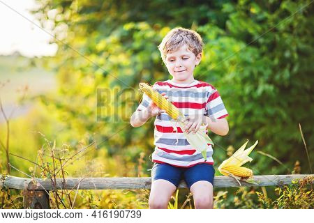 Happy Preschool Kid Boy Holding Fresh Healthy Corn On Farm In Field, Outdoors On Summer Day. Funny C