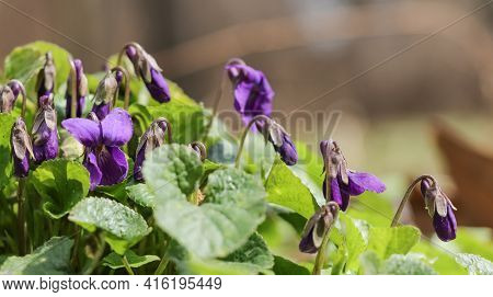 Bright Purple Flowers Of Viola Reichenbachiana In The Forest On A Sunny Day