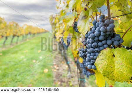 Blue grapes Cabernet Moravia in autumn vineyard, Southern Moravia, Czech Republic