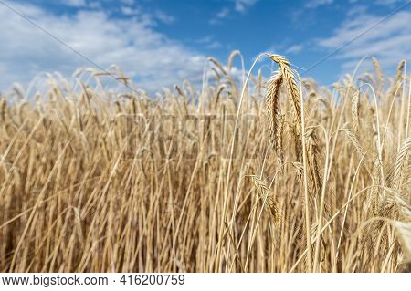 Scenic Landscape Of Ripe Golden Organic Wheat Stalk Field Against Blue Sky On Bright Sunny Summer Da