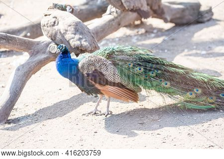 Beautiful Peacock Head. Portrait Of Beautiful Peacock. Indian Or Blue Peafowl. Peacock - Peafowl Wit