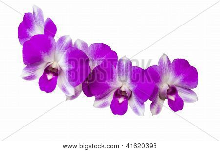 Orchid Flower