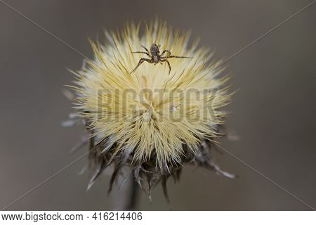 Spider On Dry Plant. Unusual Dried Wild Flower. Dry Plant In A Web On Nature. Dry Yellow Fluffy Fore