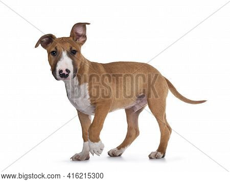 Handsome Brown With White Bull Terrier Dog, Walking Side Ways. Looking Straight At Camera. Isolated 