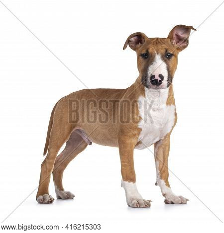 Handsome Brown With White Bull Terrier Dog, Standing Side Ways. Looking Straight At Camera. Ears Cut