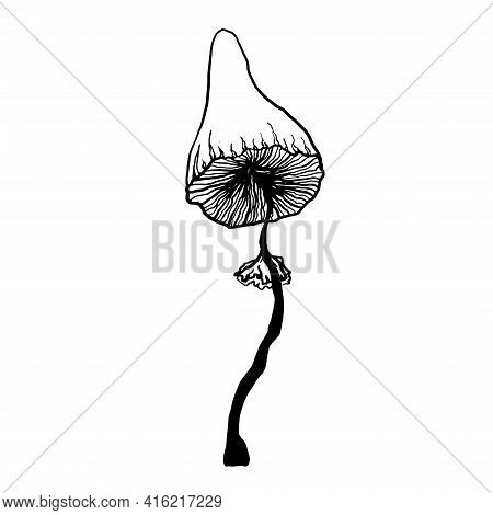 Black Silhouette Mushroom. Grebe Icon Illustration Isolated On White. Vintage Hand Drawing Vector Si