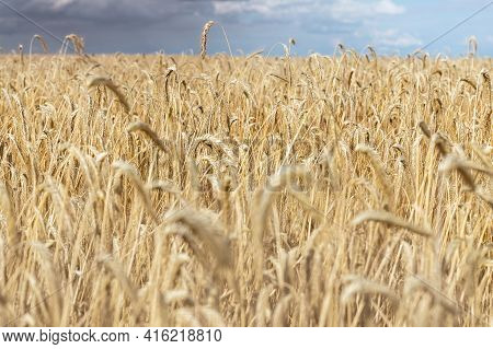 Scenic Dramatic Landscape Of Ripe Golden Organic Wheat Stalk Field Against Dark Stormy Rainy Overcas