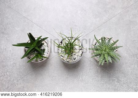 Beautiful Aloe And Nolina In Pots On Grey Table, Flat Lay. Different House Plants